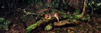Tiger Quoll
