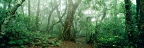 Antarctic Beech Forest