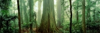 Giant Stinging Tree
