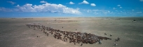 Cattle Muster